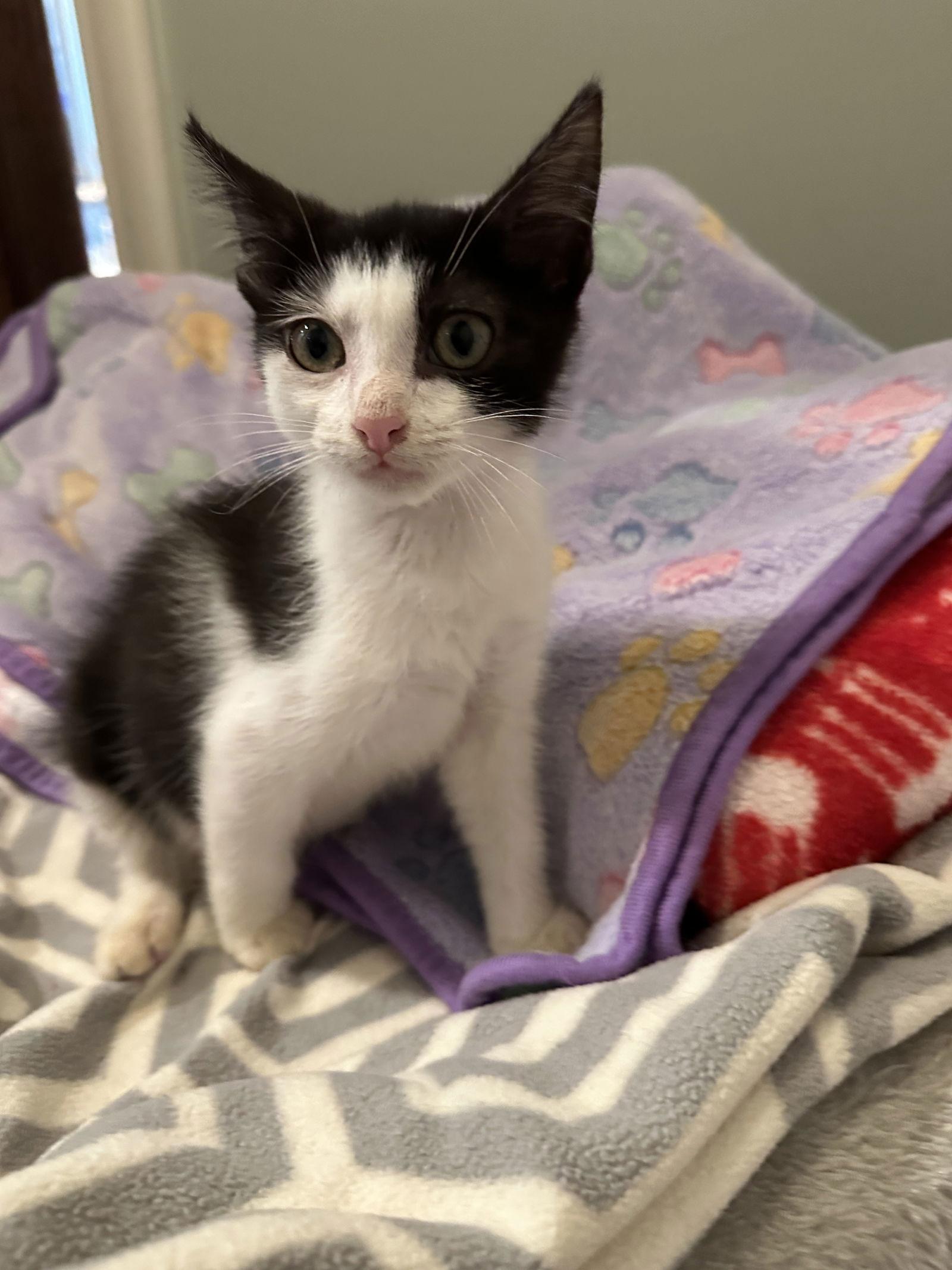 Katie C Ingram, a Adoptable Tuxedo in Saunderstown, RI image 3/3