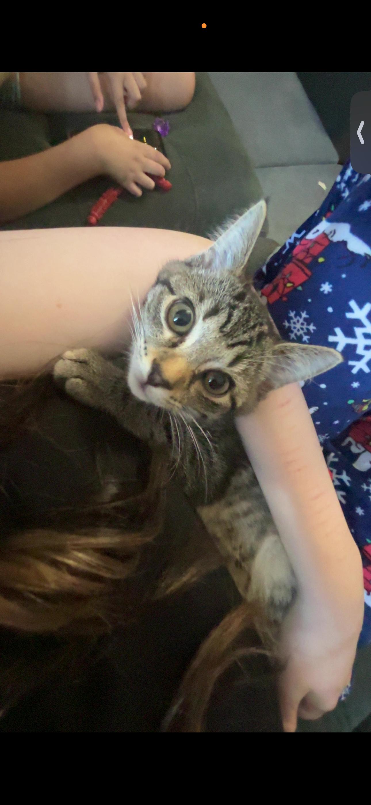 Enlarge Kiwi, a Adoptable American Shorthair in Morgantown, WV image 3/3