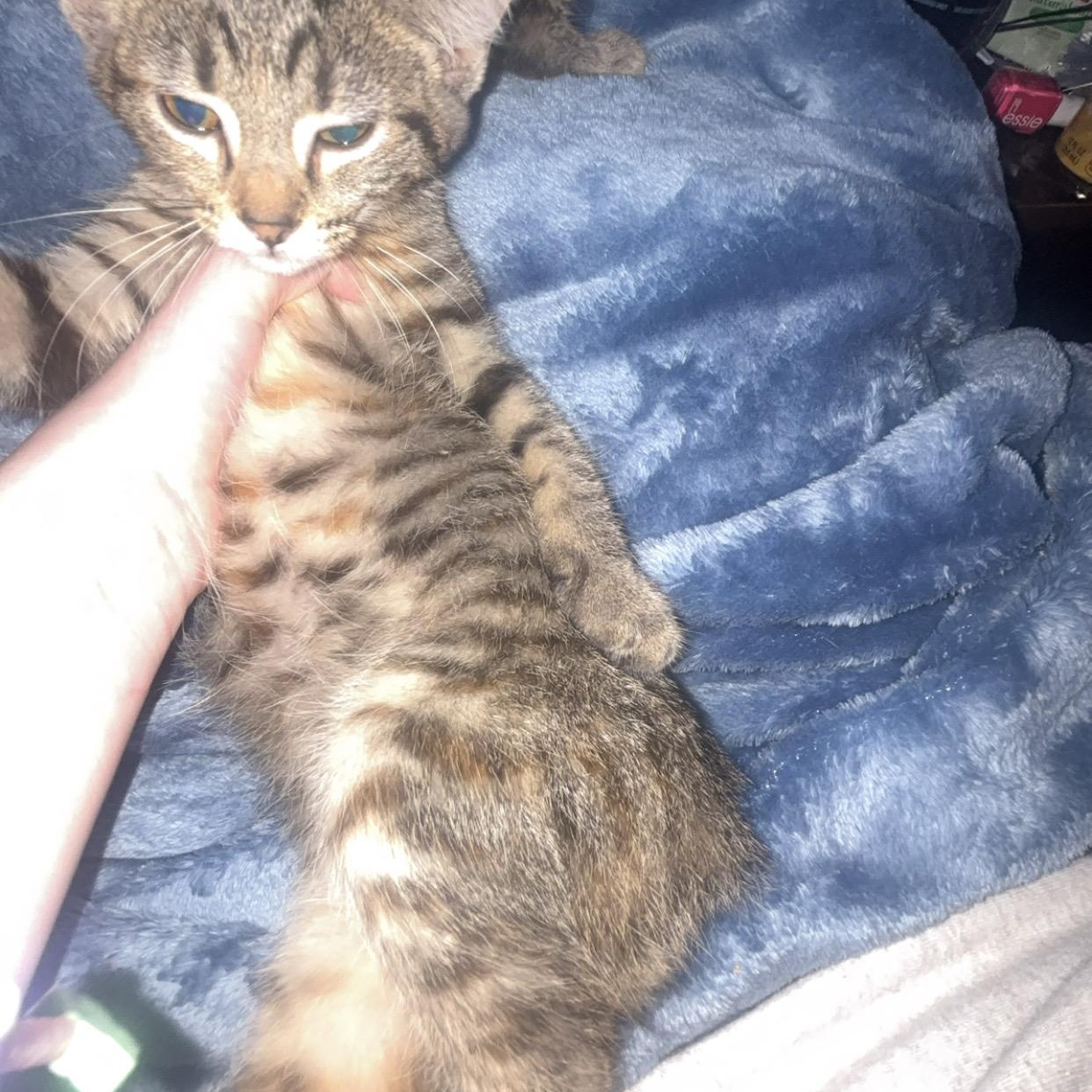 Enlarge Kiwi, a Adoptable American Shorthair in Morgantown, WV image 2/3