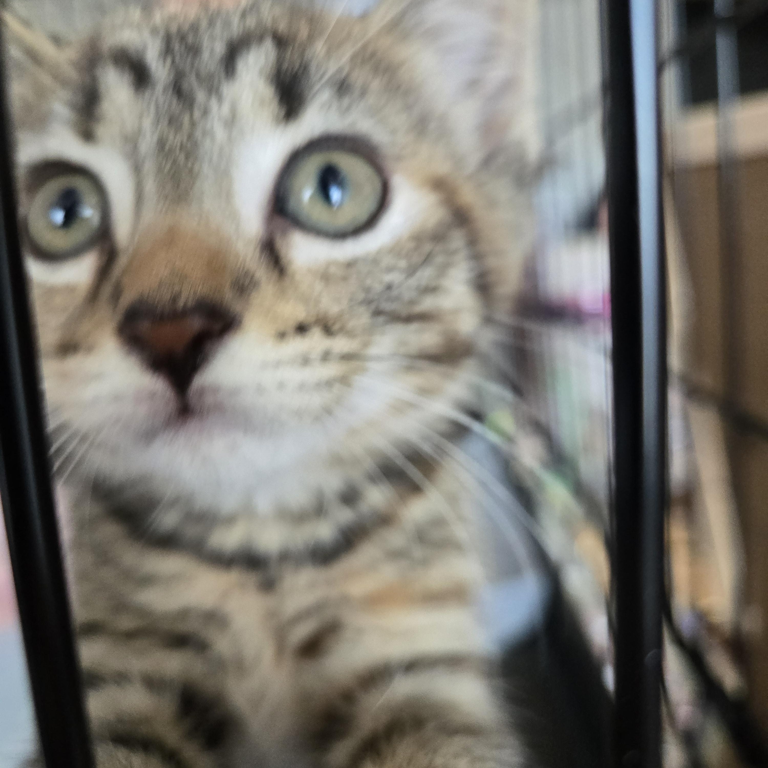 Kiwi, Adoptable, Kitten Female American Shorthair.