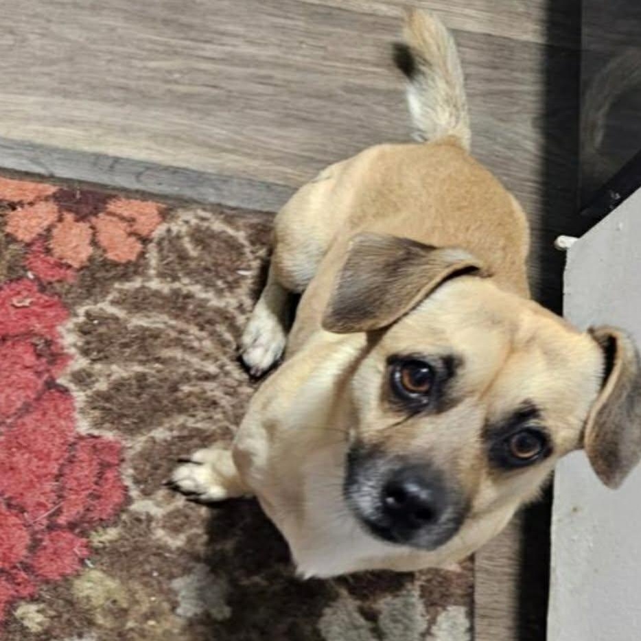 Duke, adopted, Adult Male Pug.