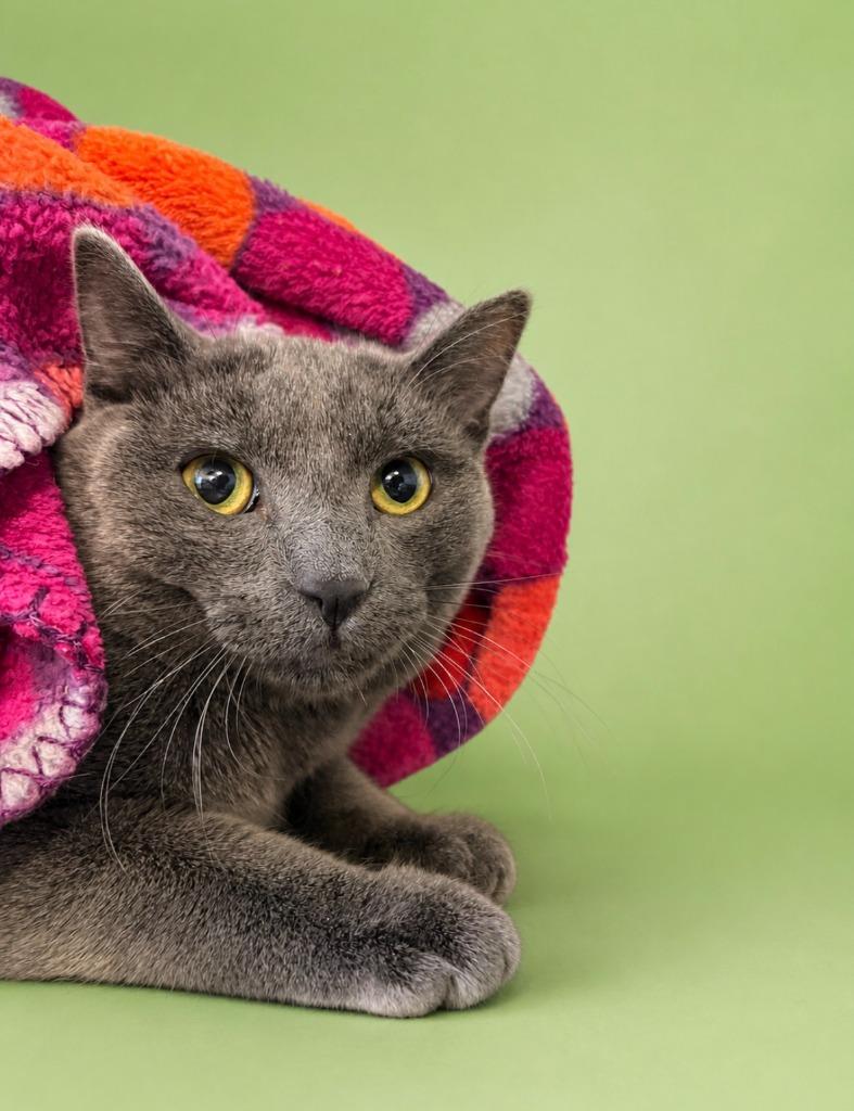 Cosmo, Adoptable, Young Male Domestic Short Hair.