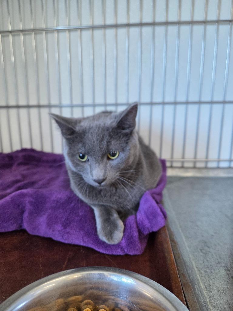 Enlarge Cosmo, a Adoptable mixed breed in Rock Springs, WY image 2/2