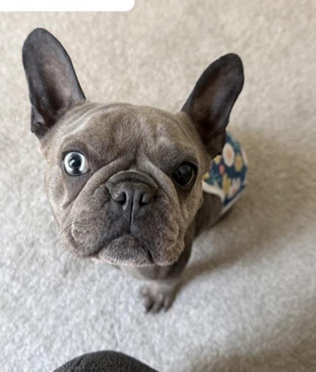 Kali, Adoptable, Adult Female French Bulldog.