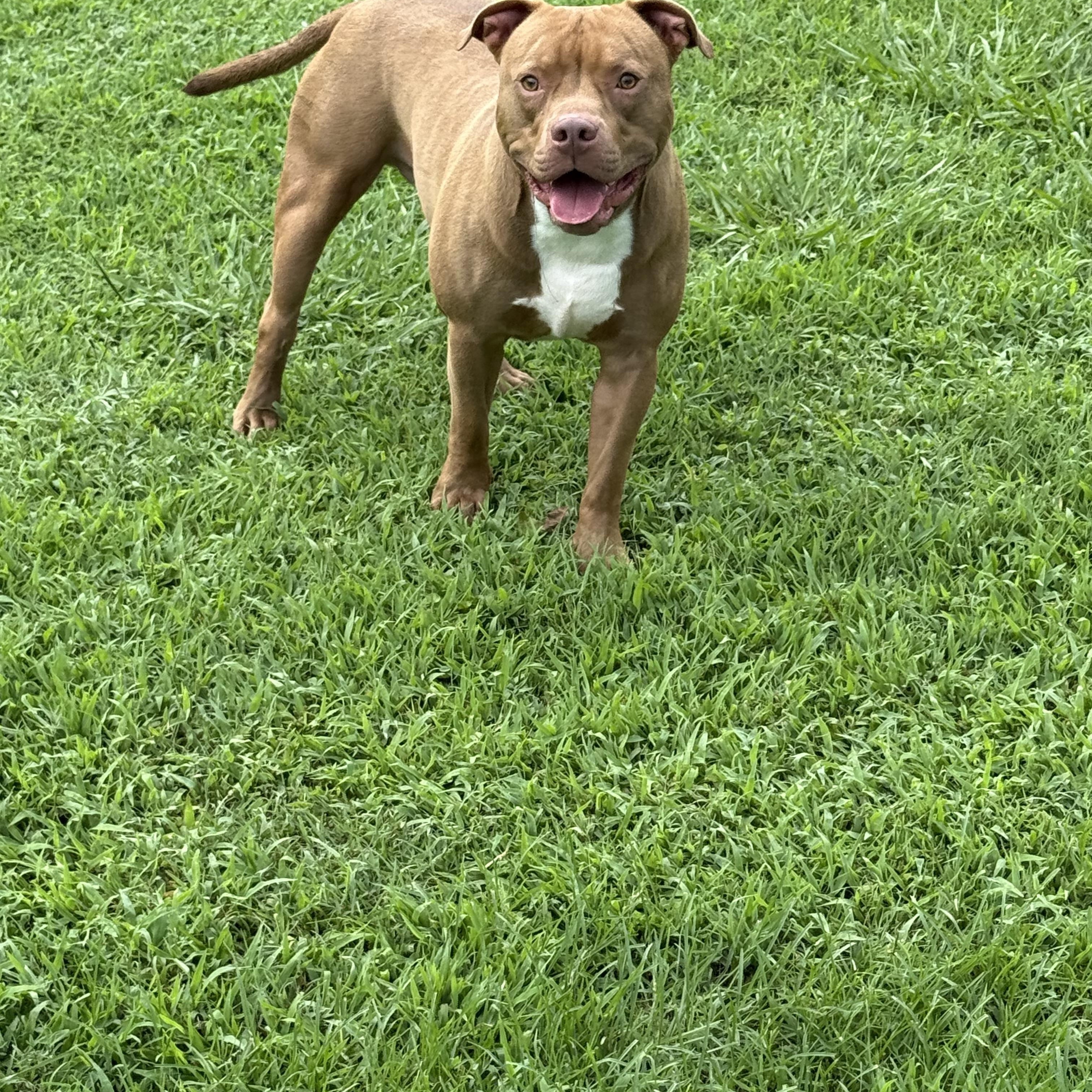 Hank
