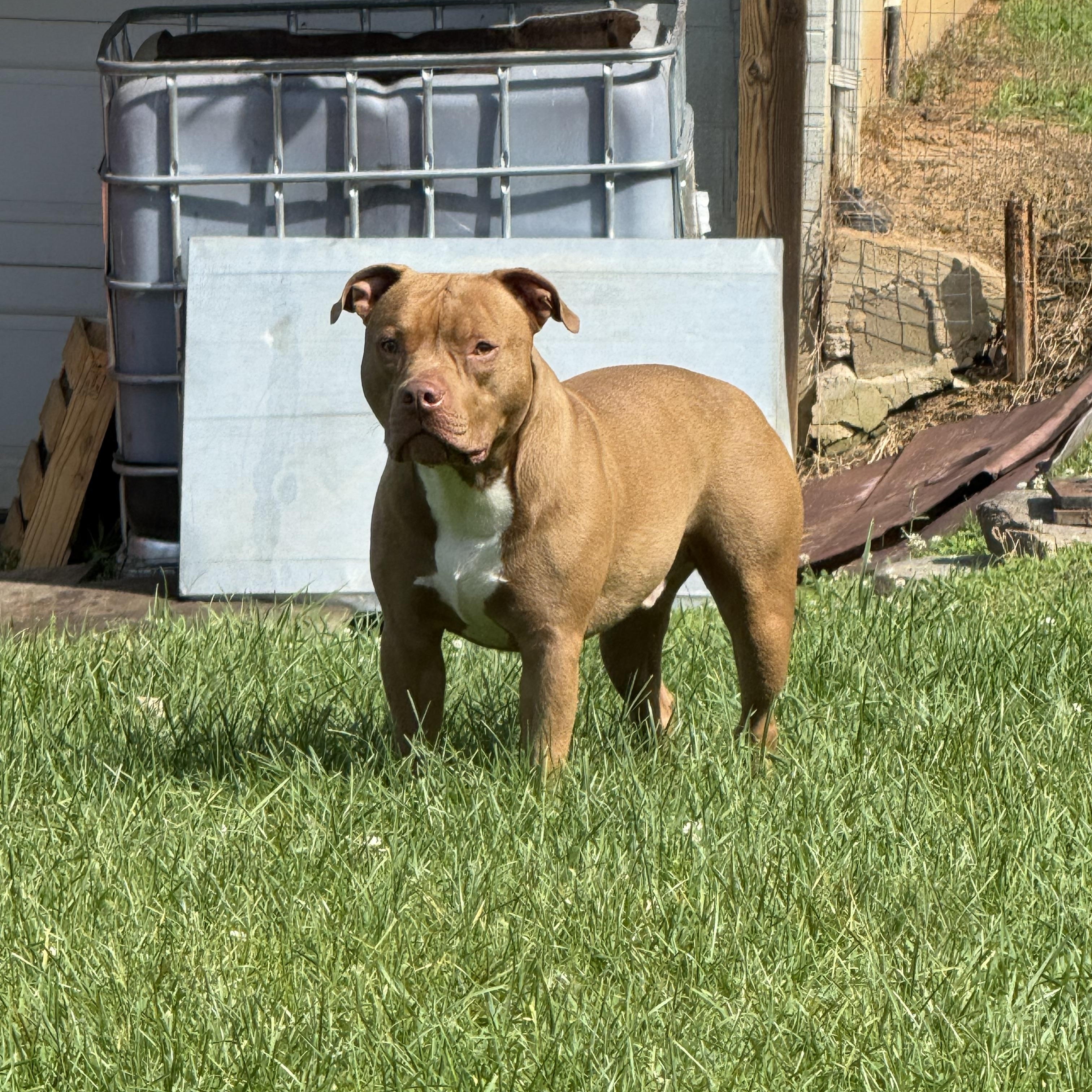 Hank