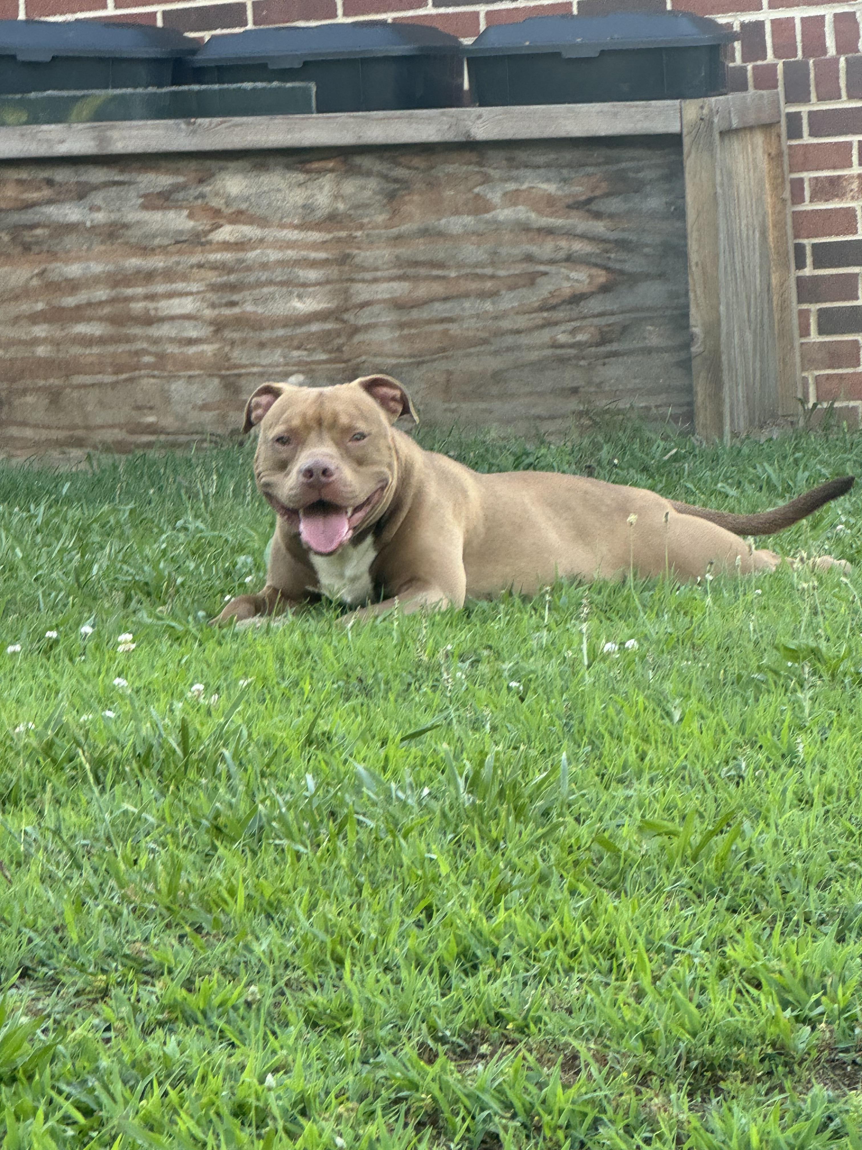 Hank