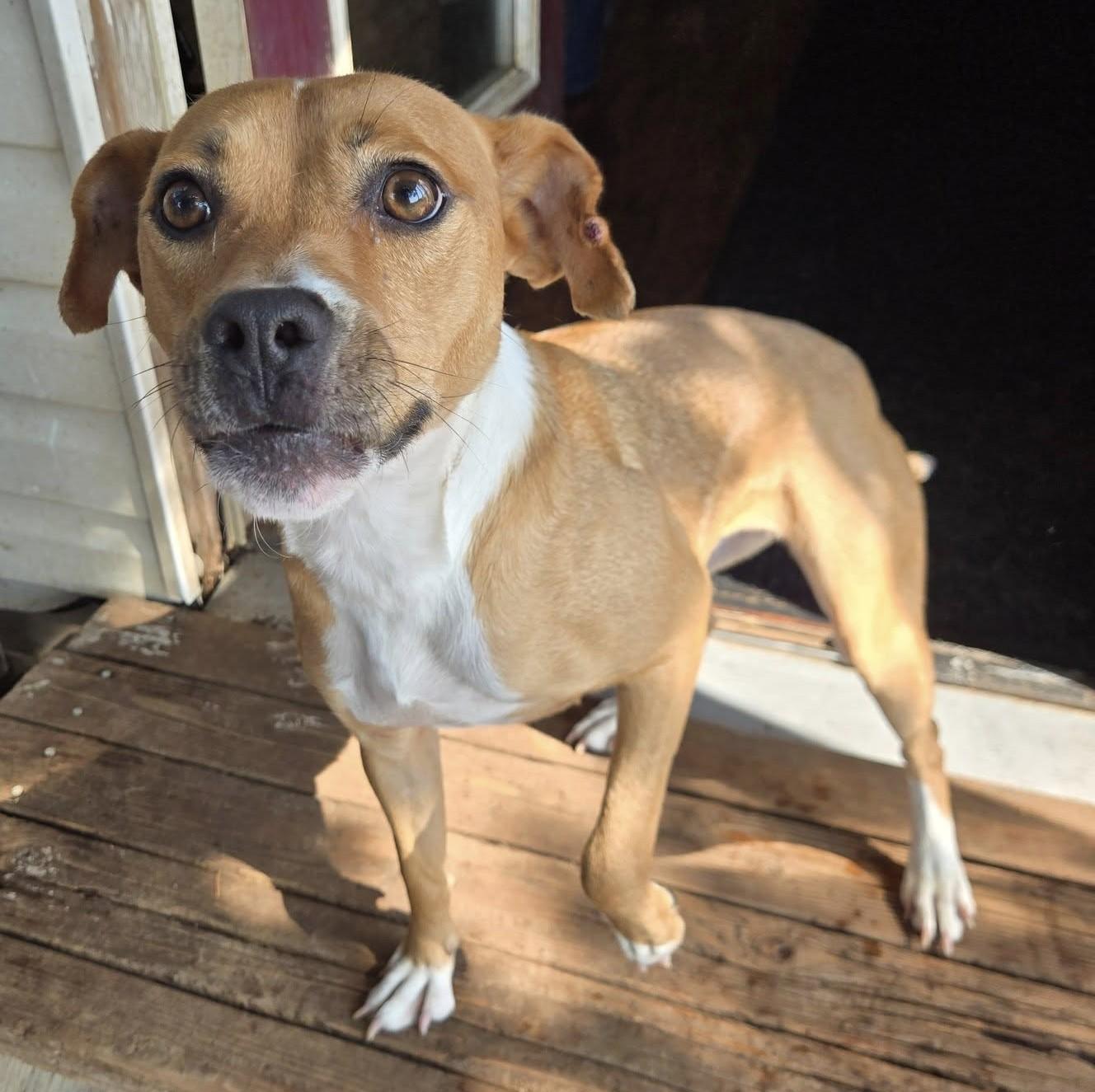 Juniper, an adoptable Pit Bull Terrier, Mixed Breed in Silverton, OR, 97381 | Photo Image 1