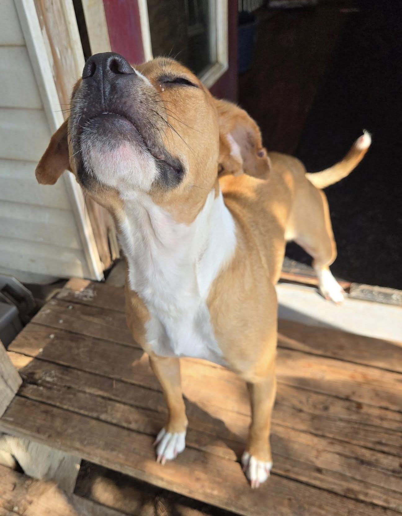 Juniper, an adoptable Pit Bull Terrier, Mixed Breed in Silverton, OR, 97381 | Photo Image 2