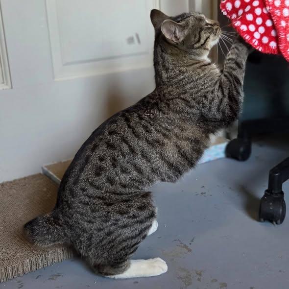 Enlarge Roxey, an adopted Manx in Okemah, OK image 3/6