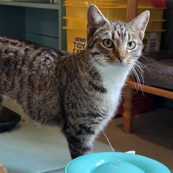 Enlarge Roxey, an adopted Manx in Okemah, OK image 4/6