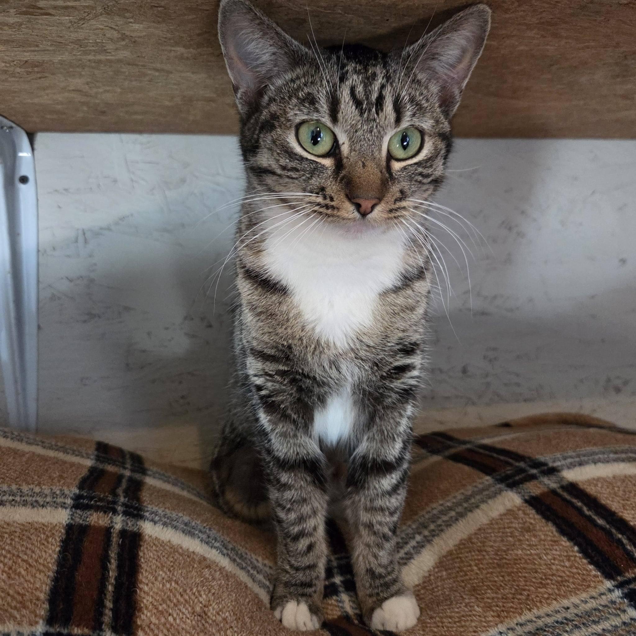 Enlarge Roxey, an adopted Manx in Okemah, OK image 6/6