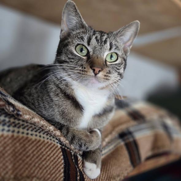 Enlarge Roxey, an adopted Manx in Okemah, OK image 1/6