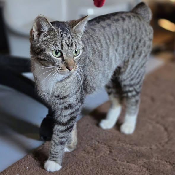 Enlarge Roxey, an adopted Manx in Okemah, OK image 2/6
