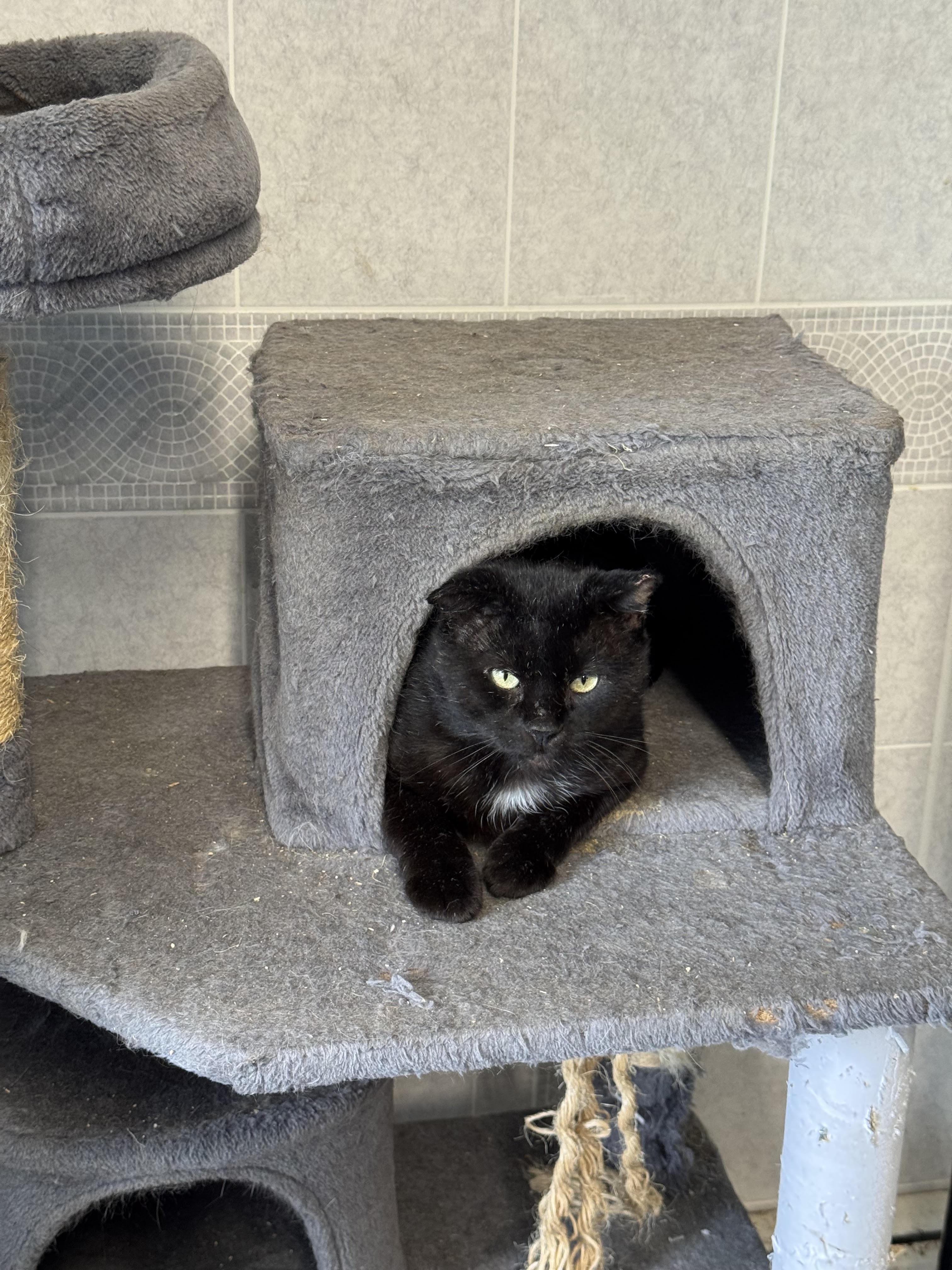 Stamp, Adopted, Adult Male Domestic Short Hair.