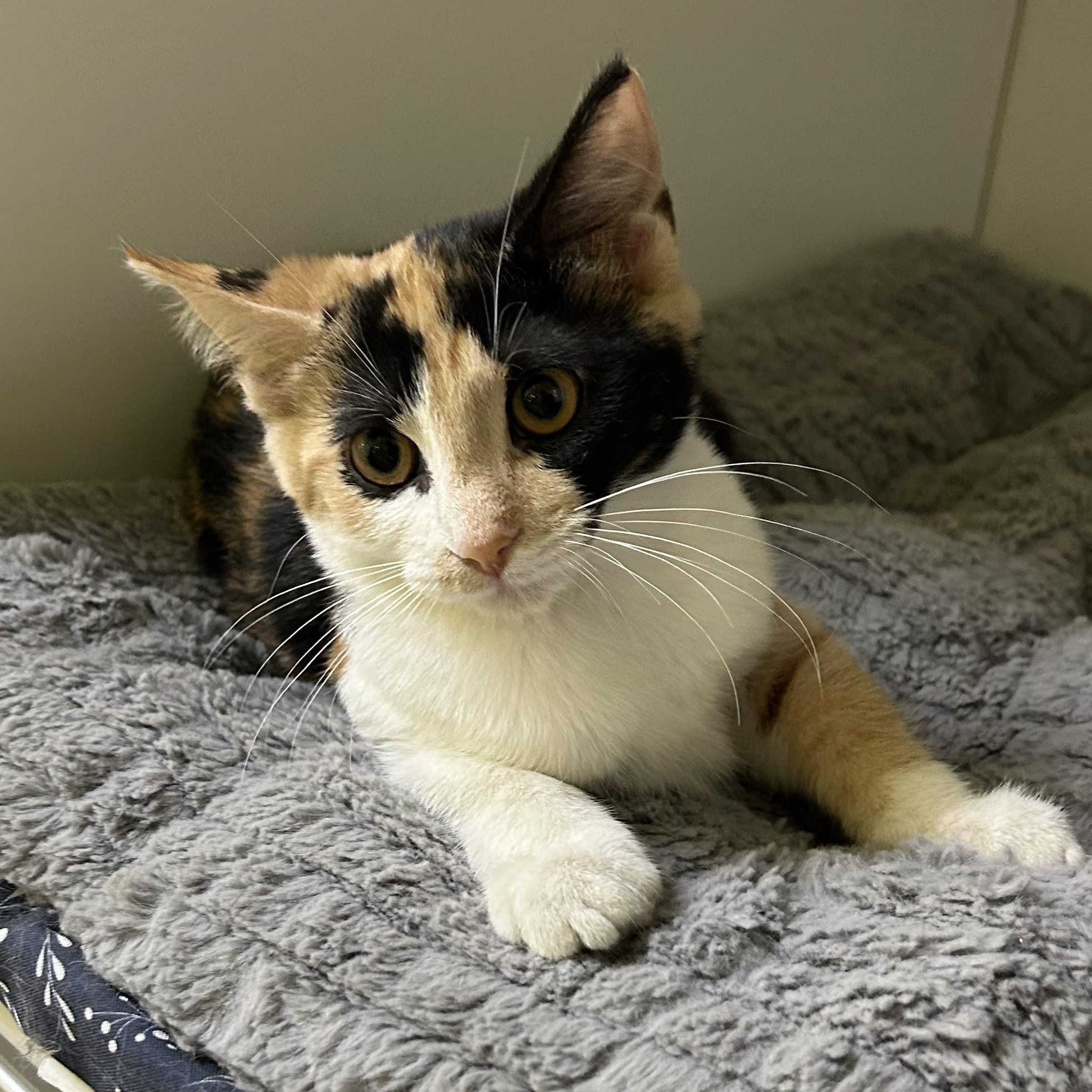 Enlarge Marly, a Adopted Domestic Short Hair in Memphis, TN image 3/4