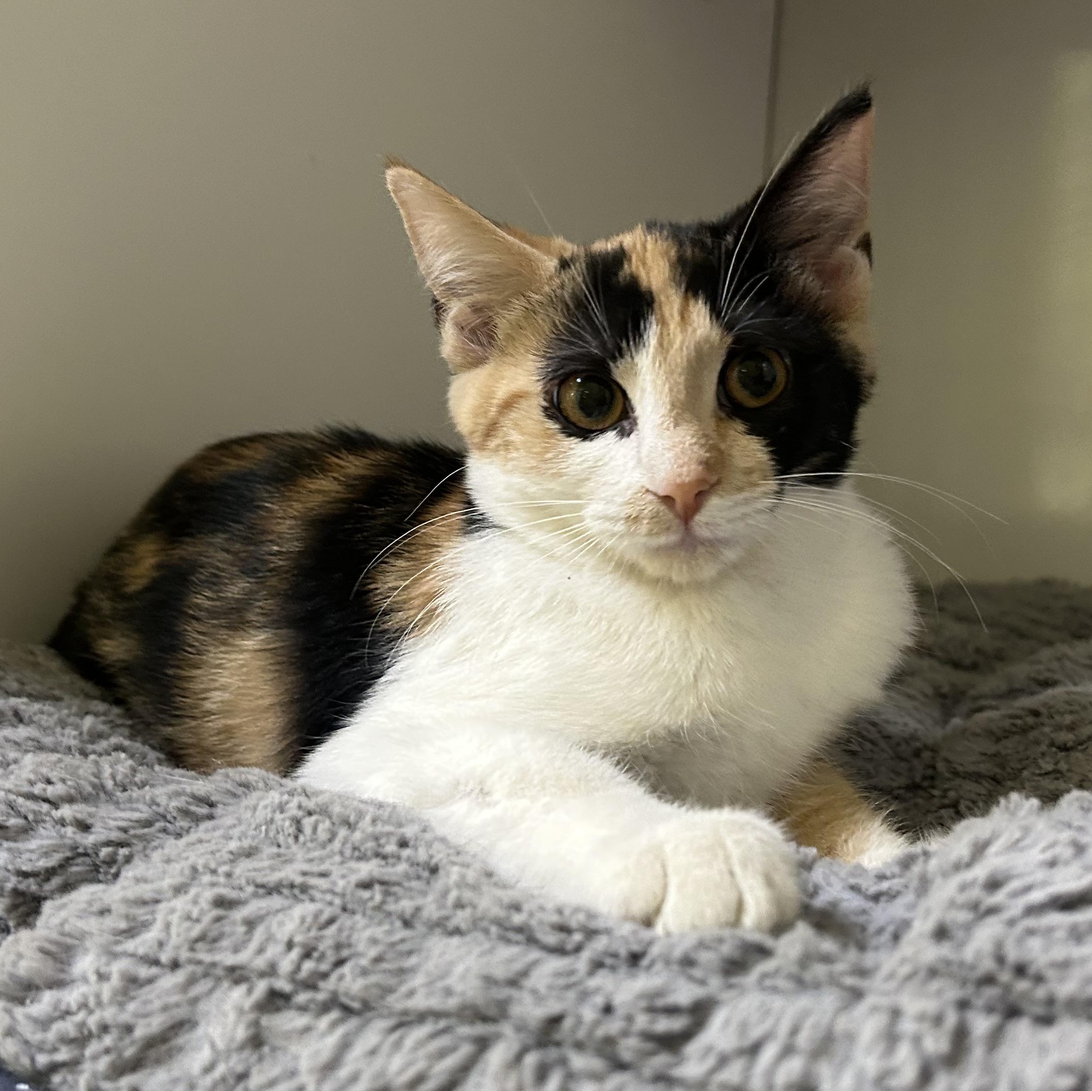 Marly, Adopted, Kitten Female Domestic Short Hair.