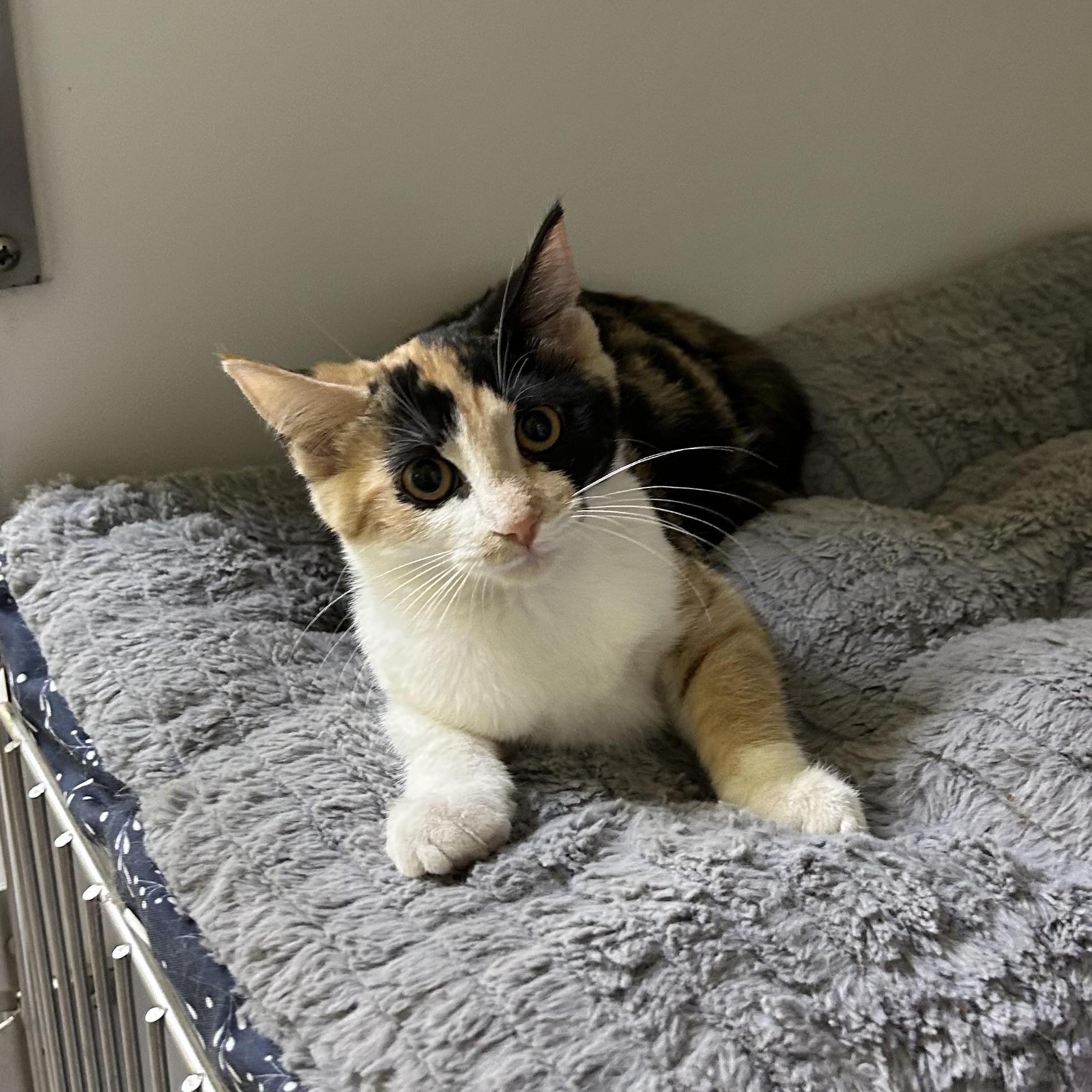 Enlarge Marly, a Adopted Domestic Short Hair in Memphis, TN image 2/4