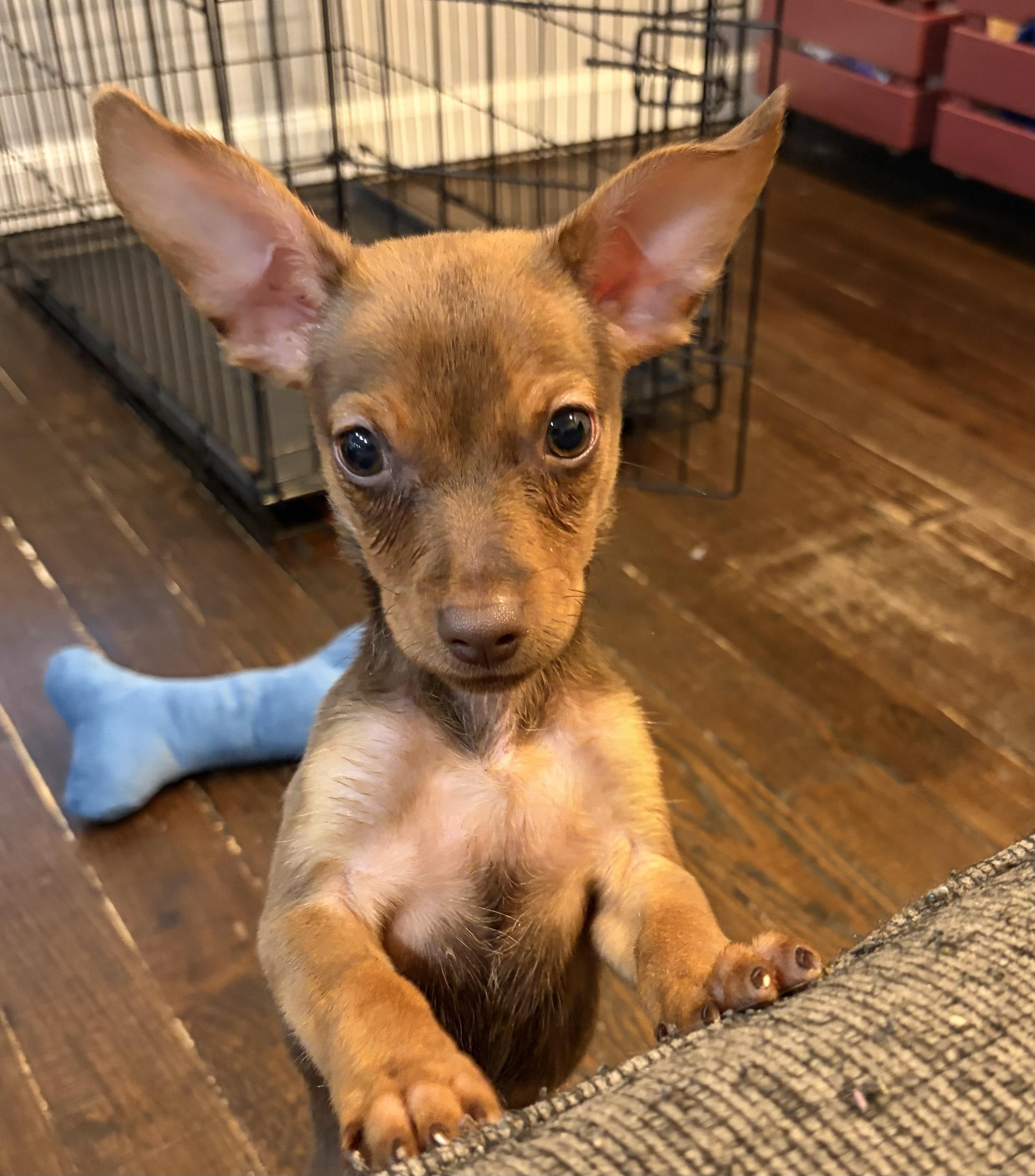 Enlarge Simba, a Adopted Chiweenie in Lakeland, TN image 2/4