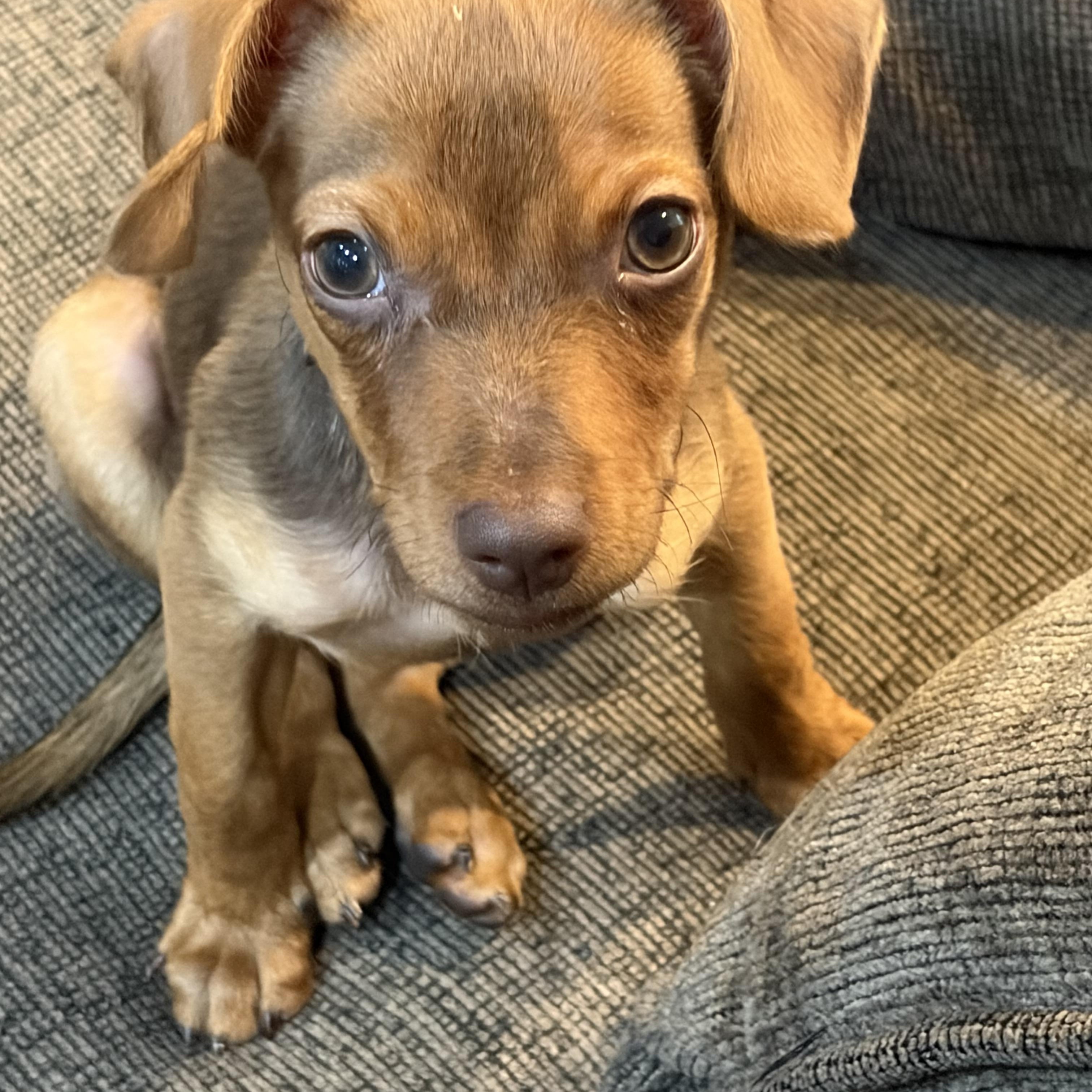 Enlarge Simba, a Adopted Chiweenie in Lakeland, TN image 3/4