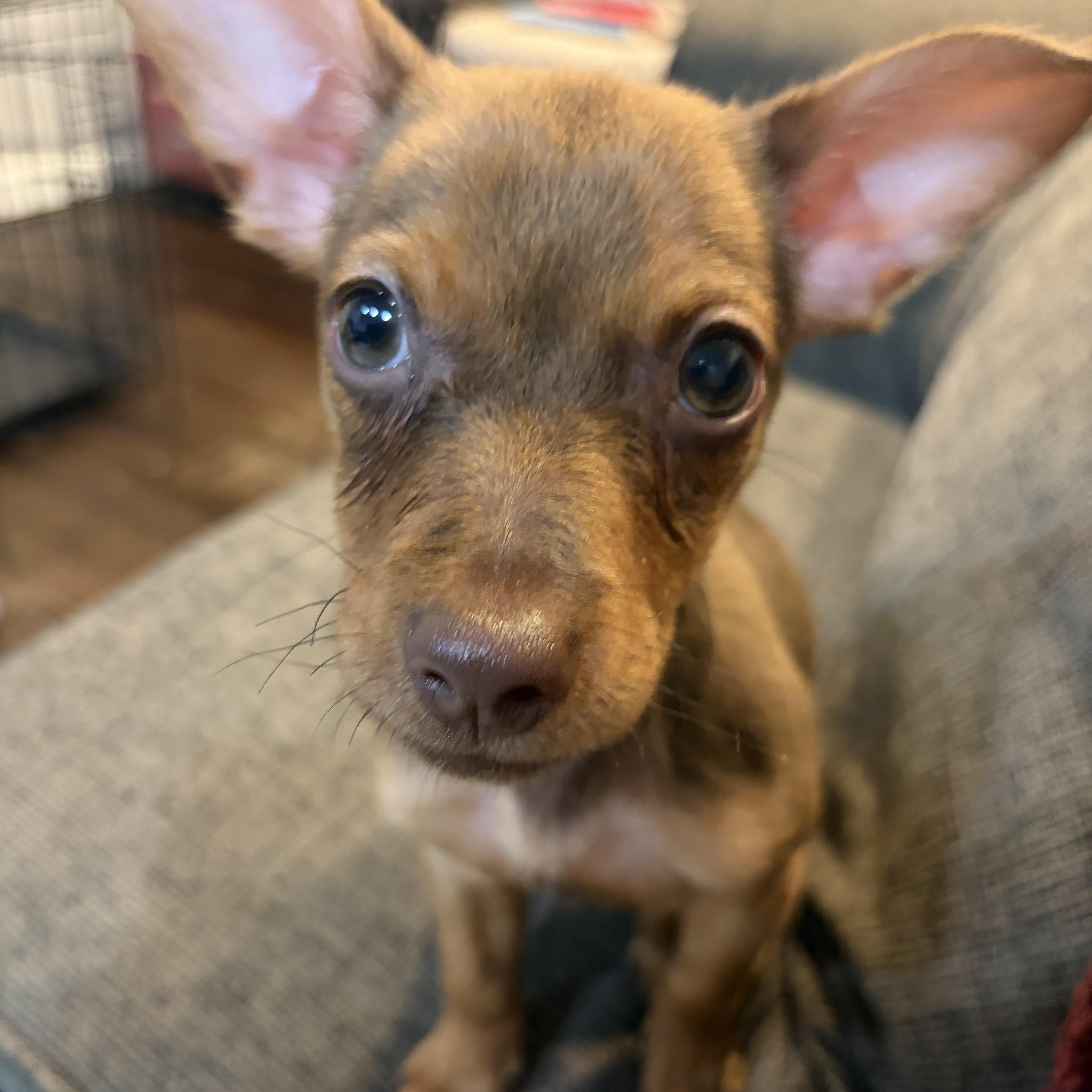 Simba, Adopted, Young Male Chiweenie.