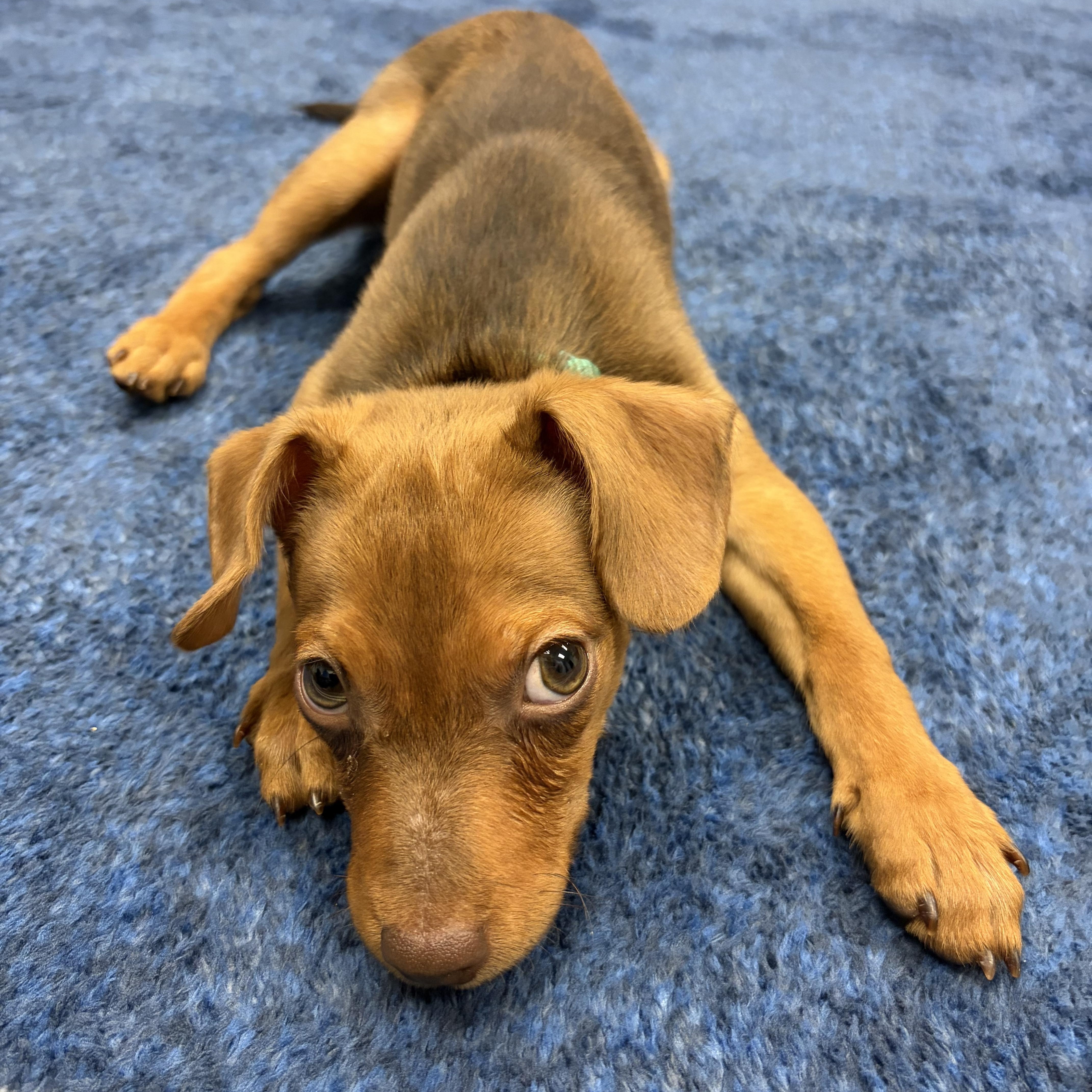 Enlarge Simba, a Adopted Chiweenie in Lakeland, TN image 4/4