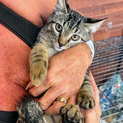 Raider, Adoptable, Adult Male Domestic Short Hair.