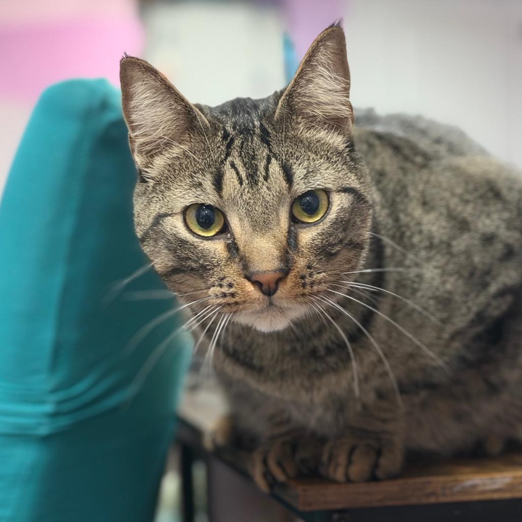 Raider, a Adoptable Domestic Short Hair in Boerne, TX image 2/6