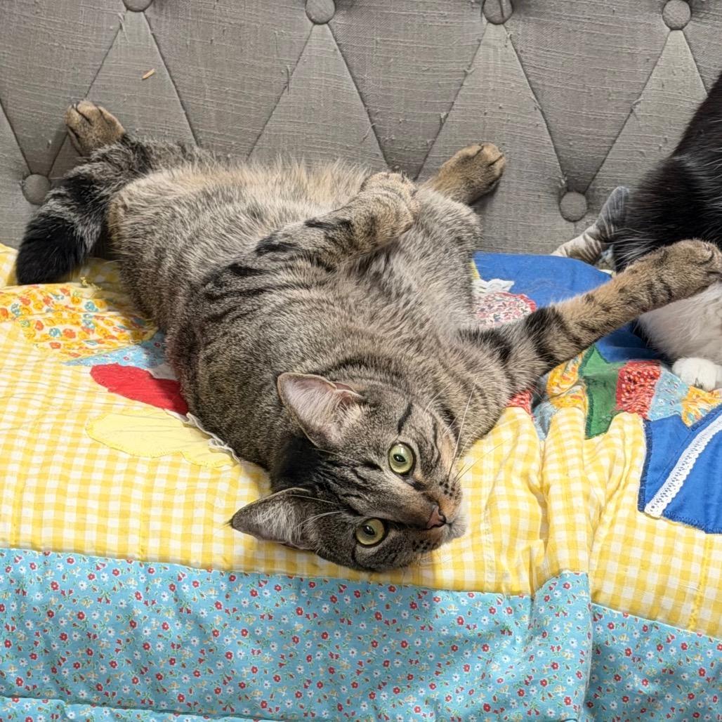 Raider, a Adoptable Domestic Short Hair in Boerne, TX image 3/6