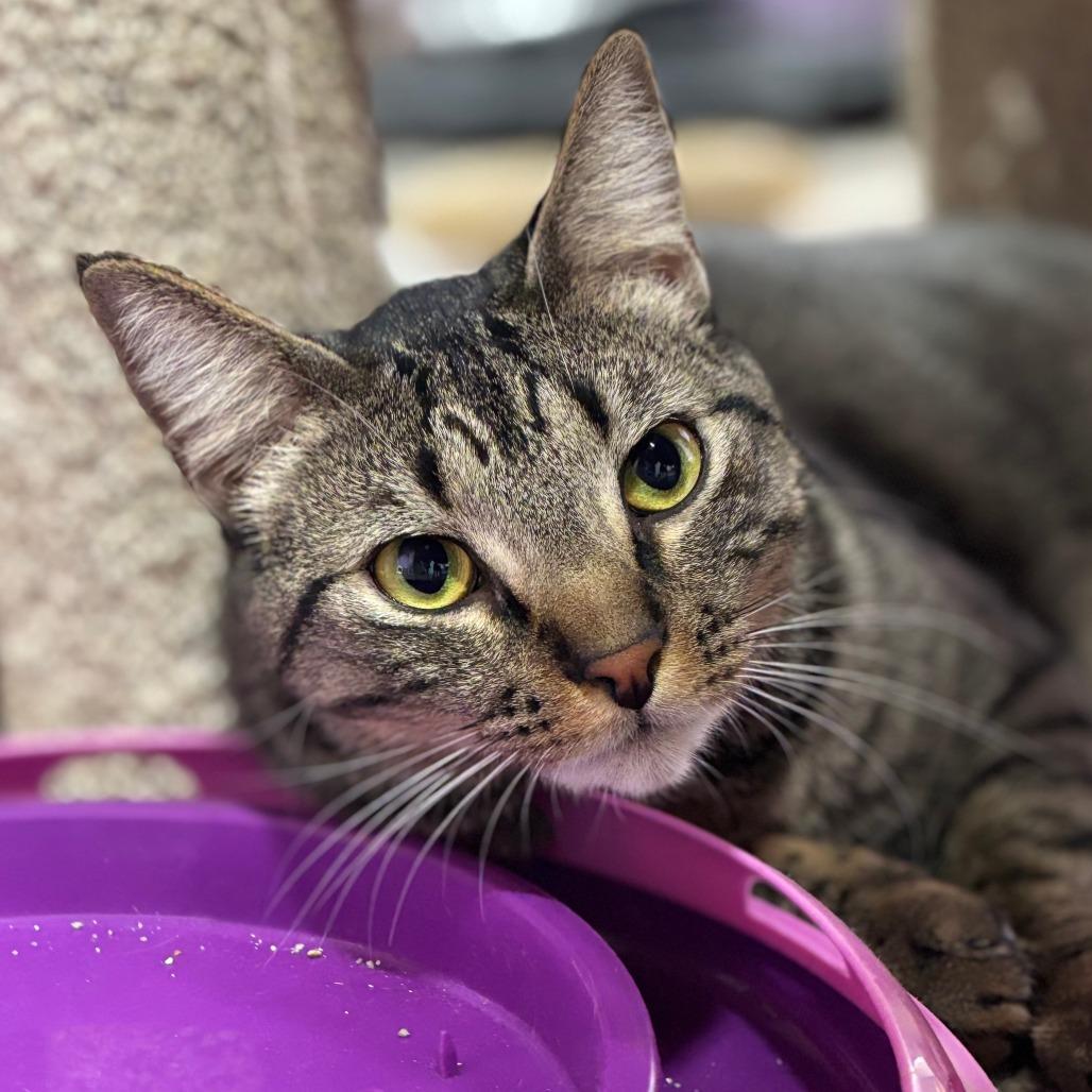 Raider, a Adoptable Domestic Short Hair in Boerne, TX image 4/6