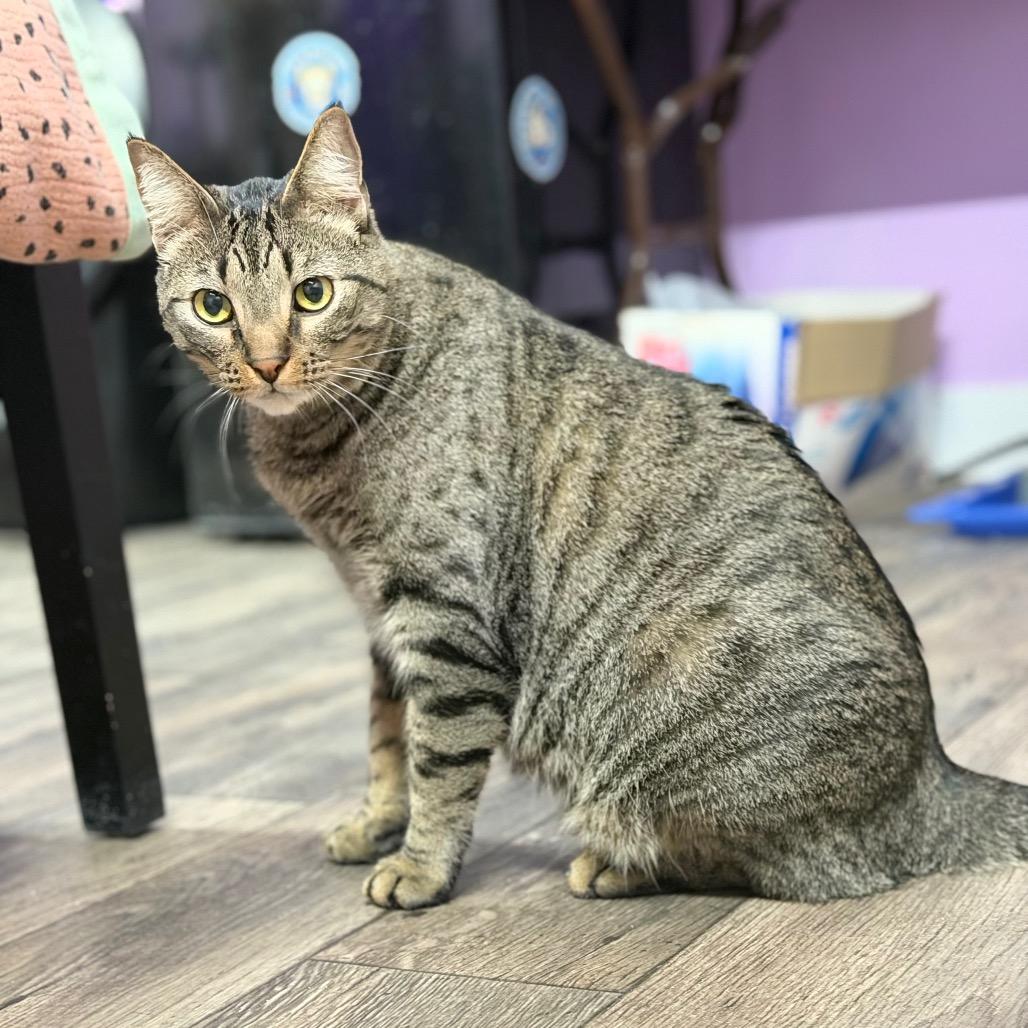 Raider, a Adoptable Domestic Short Hair in Boerne, TX image 5/6