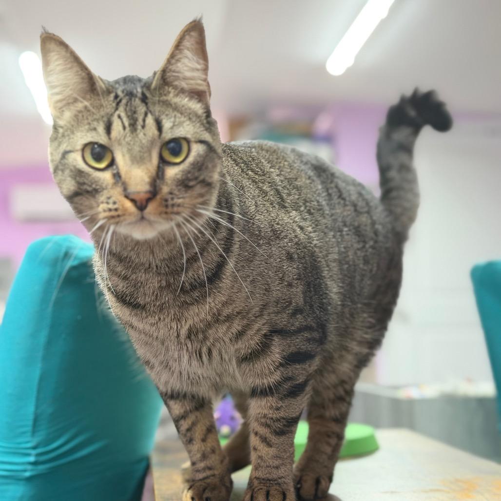 Raider, a Adoptable Domestic Short Hair in Boerne, TX image 6/6