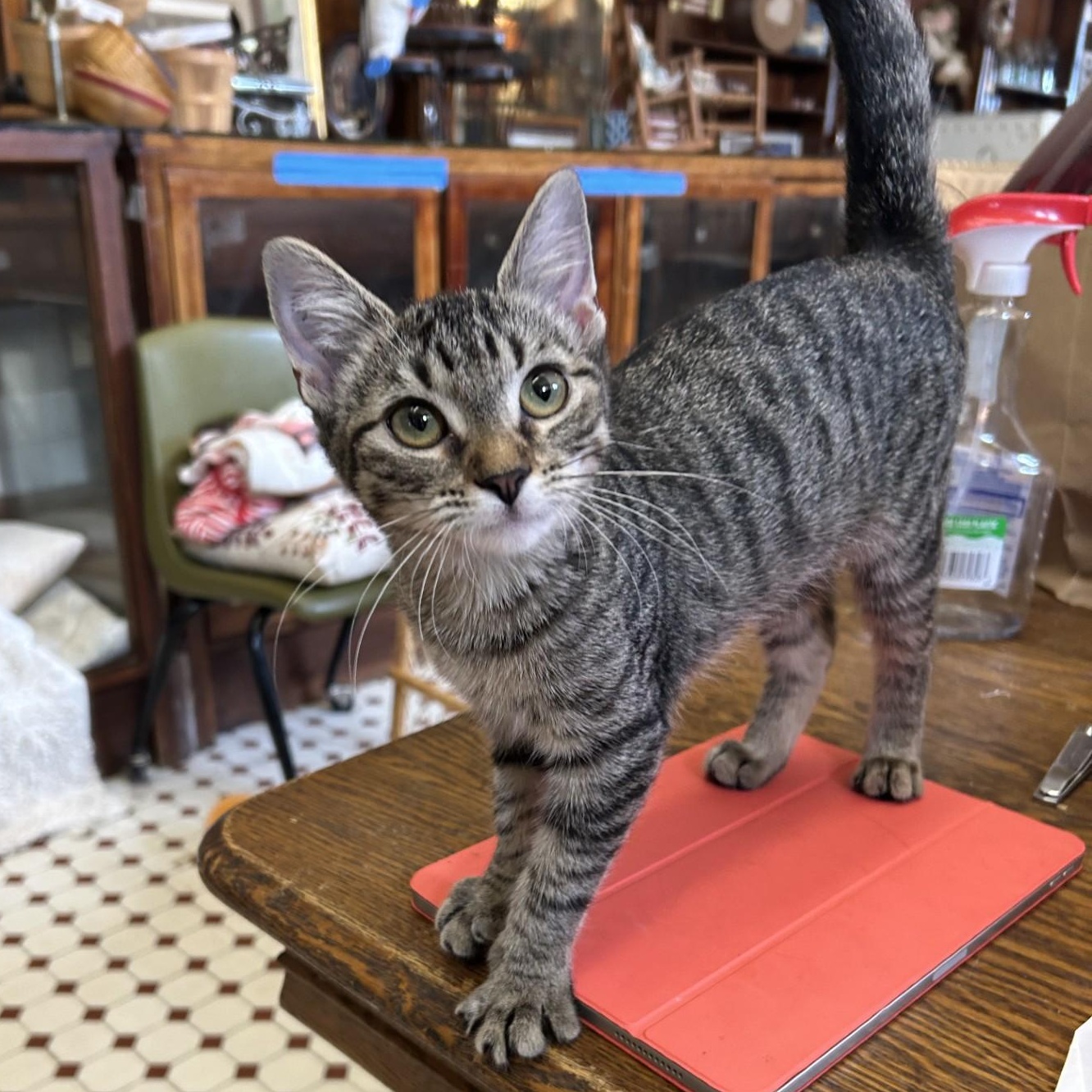 Pip, an adopted Domestic Short Hair in Springdale, AR image 3/4