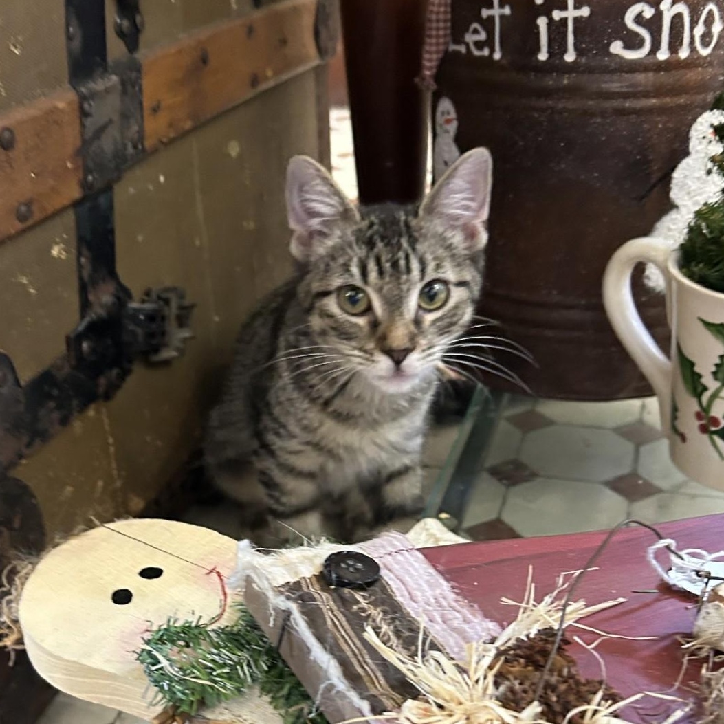 Pip, an adopted Domestic Short Hair in Springdale, AR image 2/4