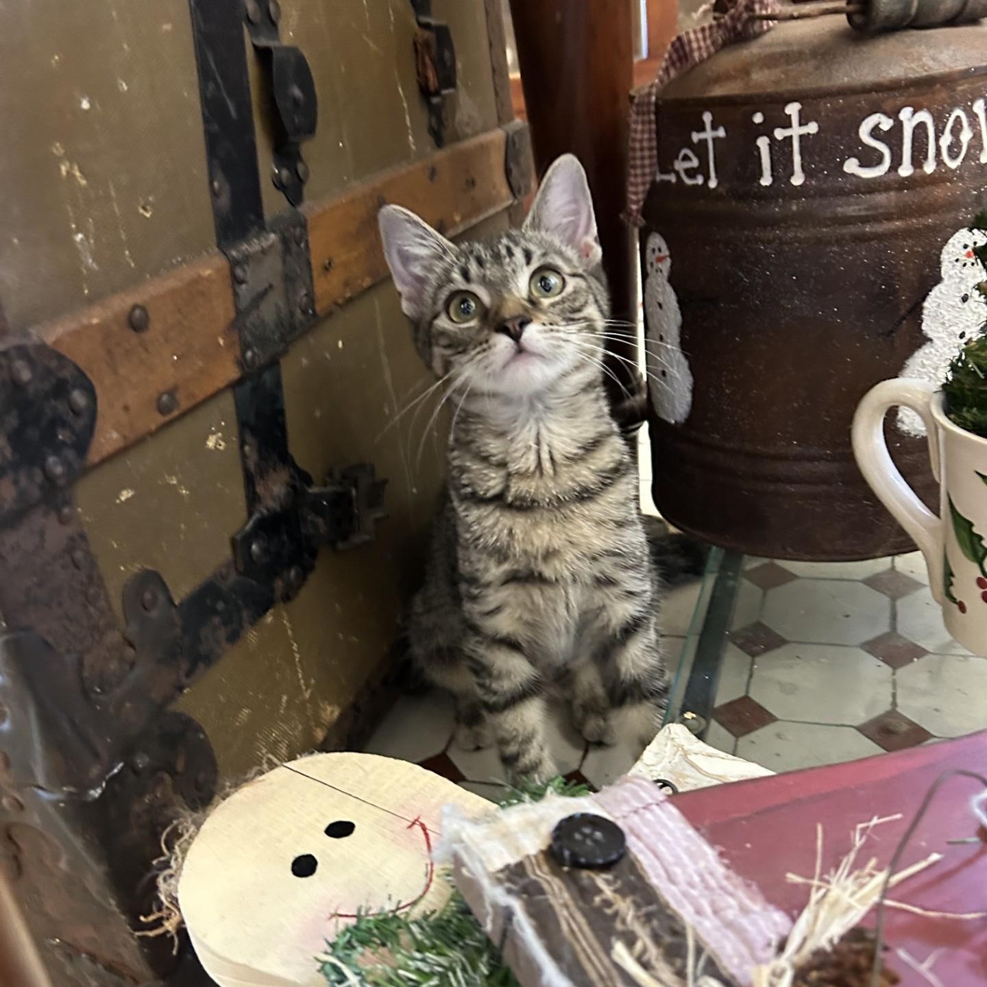 Pip, adopted, Kitten Female Domestic Short Hair.