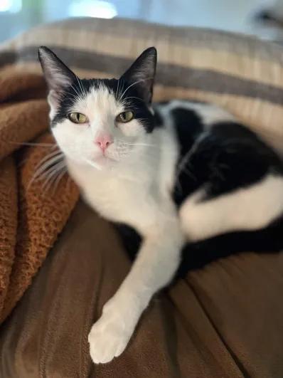 Lainey, a Adoptable mixed breed in Pearland, TX image 5/6