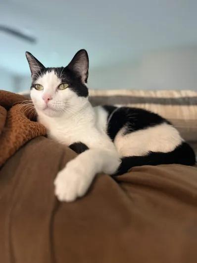Lainey, a Adoptable mixed breed in Pearland, TX image 2/6
