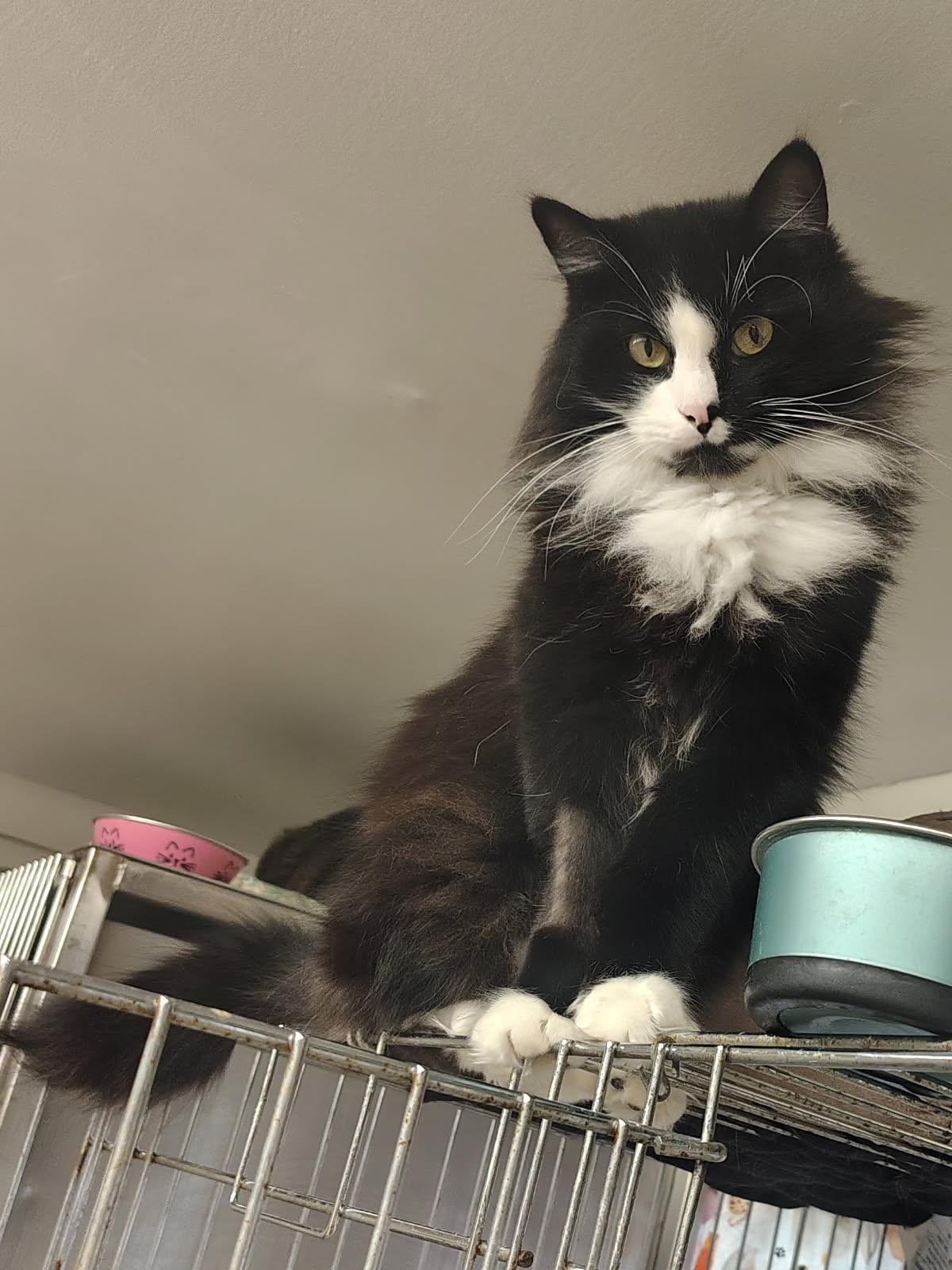 Princess, ADOPTABLE, Young Female Domestic Long Hair.