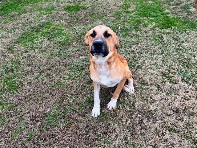 Enlarge MILES, a Adoptable mixed breed in Appling, GA image 1/1