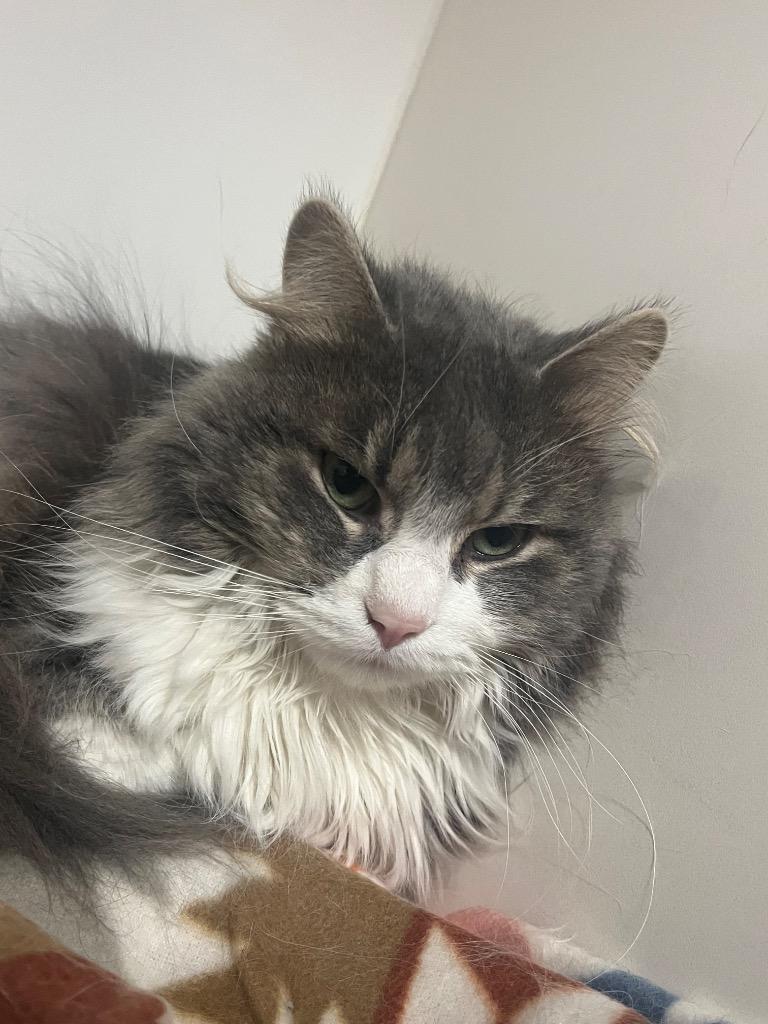 Duke, Adoptable, Young Male Domestic Long Hair.