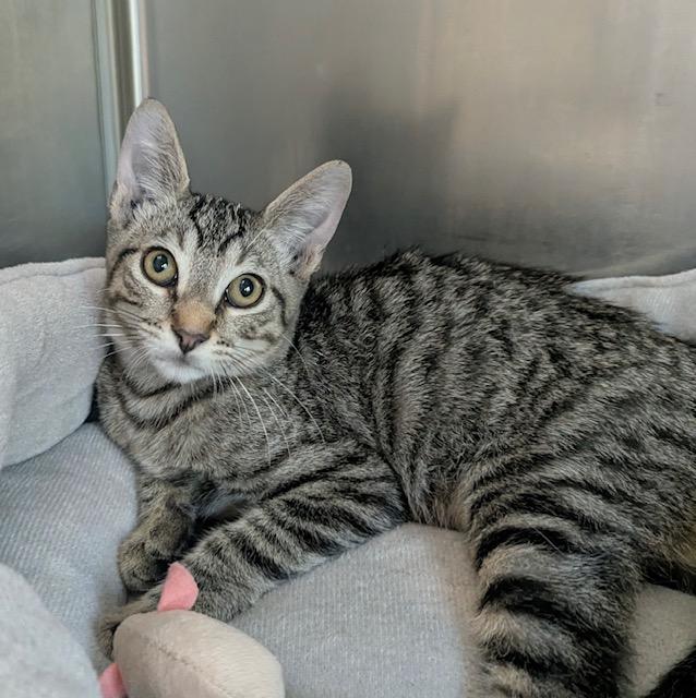 Enlarge Frodo, a Adoptable Tabby in Canoga Park, CA image 3/4