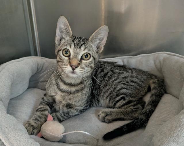 Enlarge Frodo, a Adoptable Tabby in Canoga Park, CA image 1/4