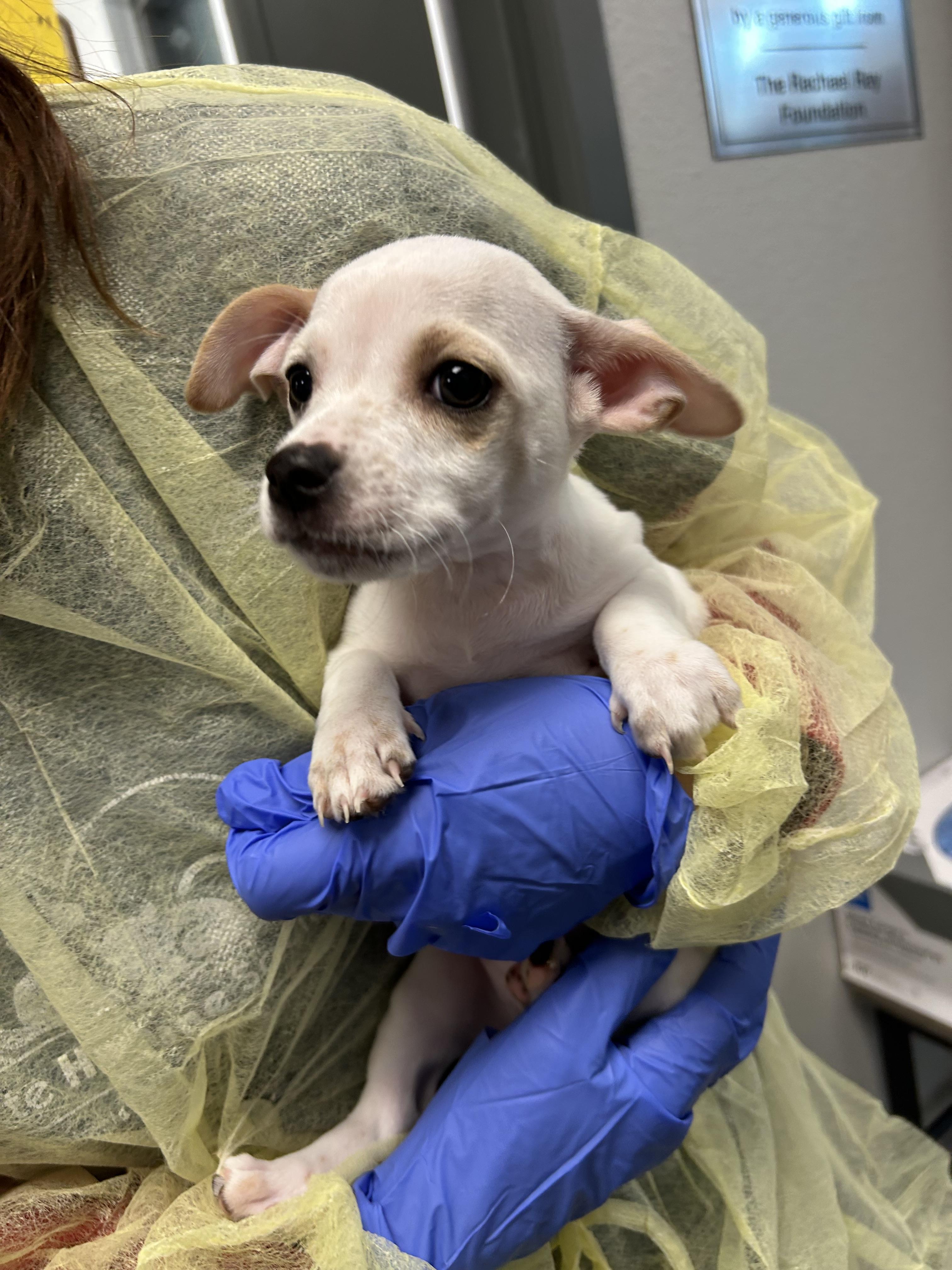 Annie, a Adopted mixed breed in Chico, CA image 1/2