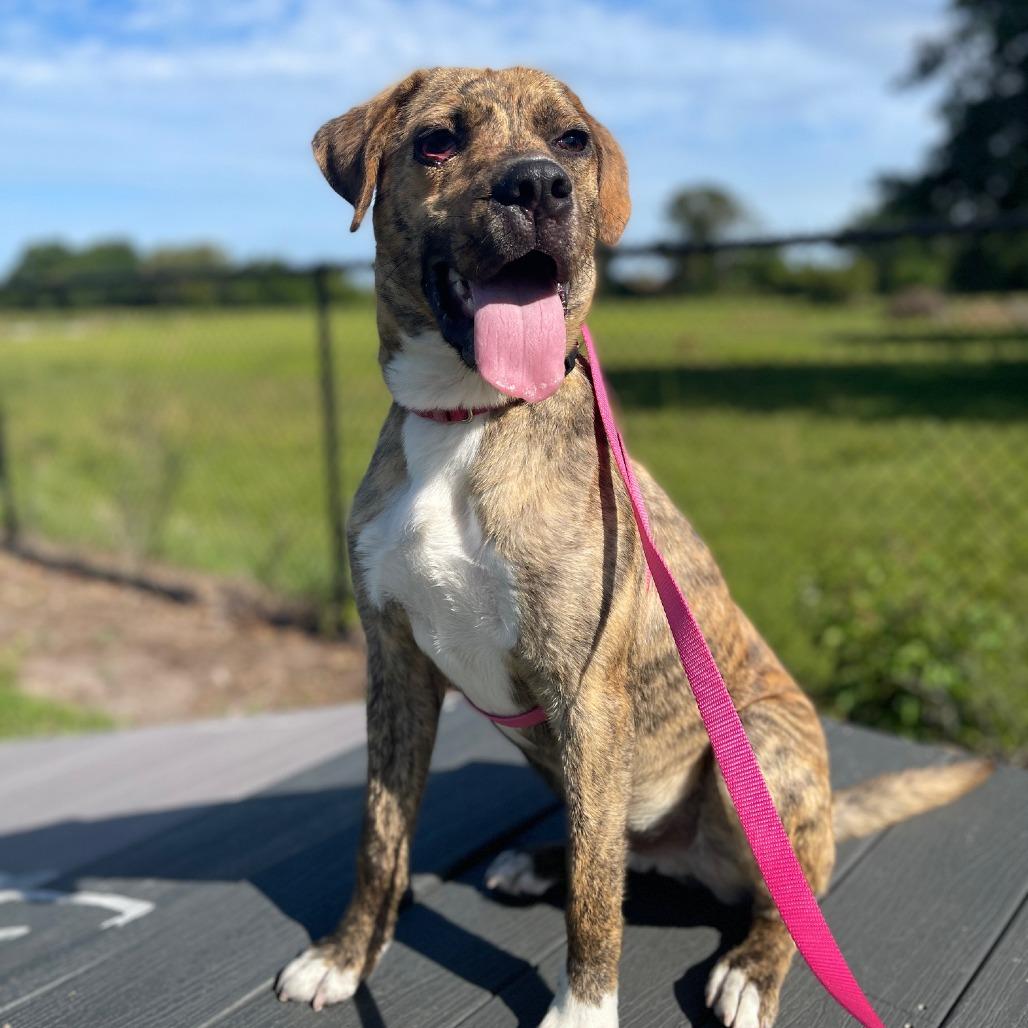 Enlarge Pickles, a Adoptable Mixed Breed in Bradenton, FL image 1/6