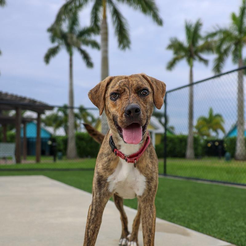 Pickles, Adoptable, Young Male Mixed Breed.
