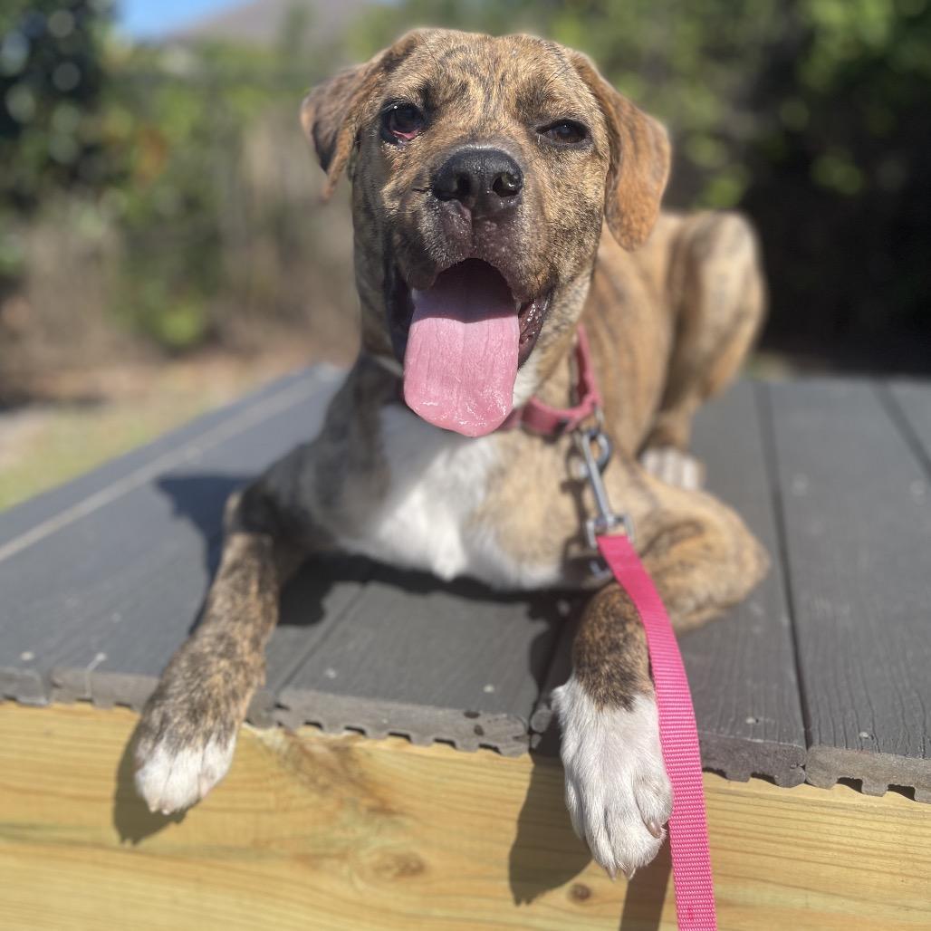 Enlarge Pickles, a Adoptable Mixed Breed in Bradenton, FL image 1/4