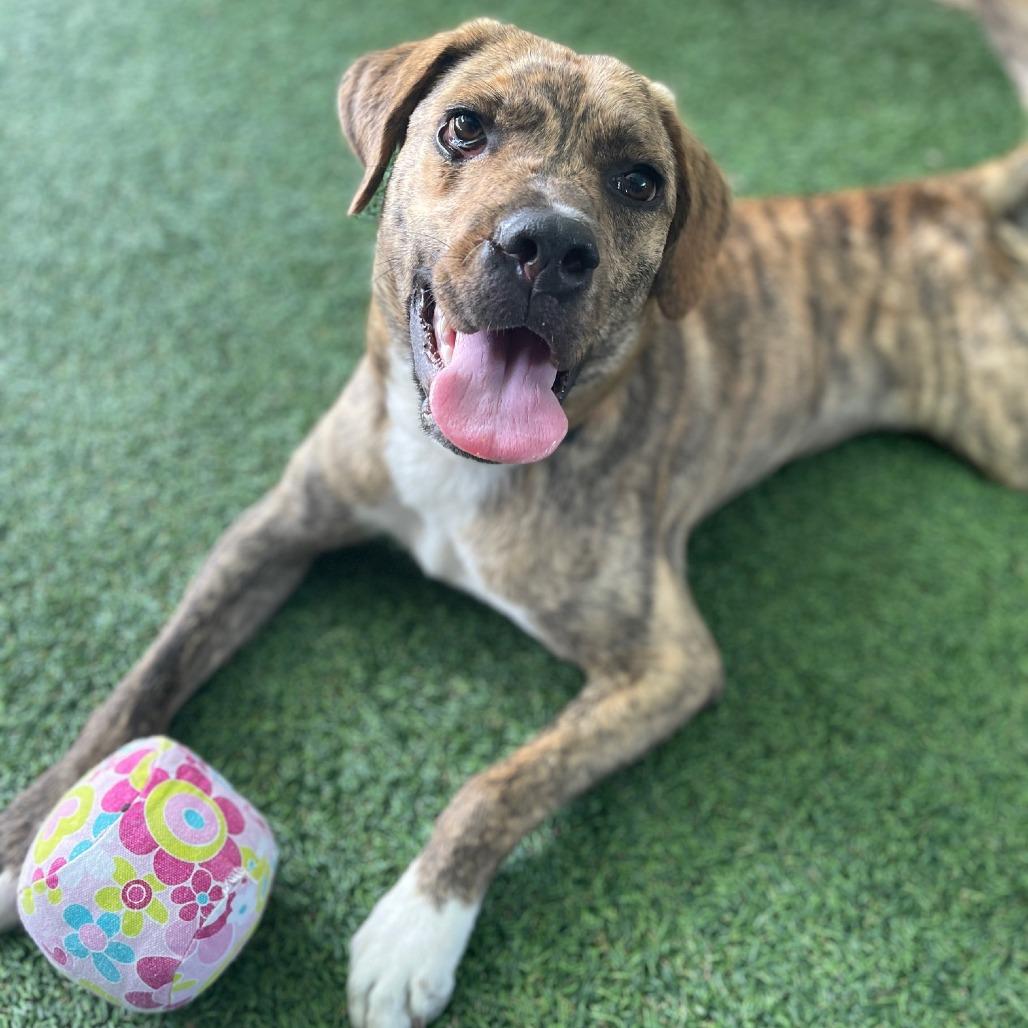 Enlarge Pickles, a Adoptable Mixed Breed in Bradenton, FL image 3/6