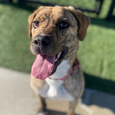 Enlarge Pickles, a Adoptable Mixed Breed in Bradenton, FL image 2/4