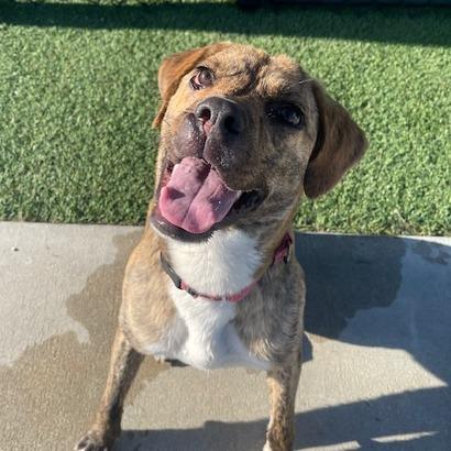 Enlarge Pickles, a Adoptable Mixed Breed in Bradenton, FL image 3/4