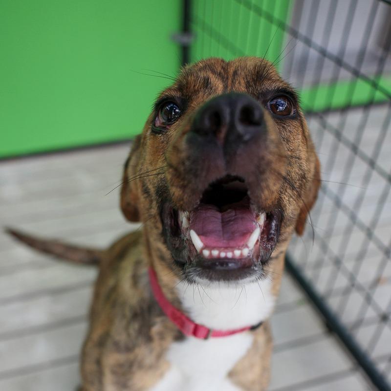 Enlarge Pickles, a Adoptable Mixed Breed in Bradenton, FL image 2/2